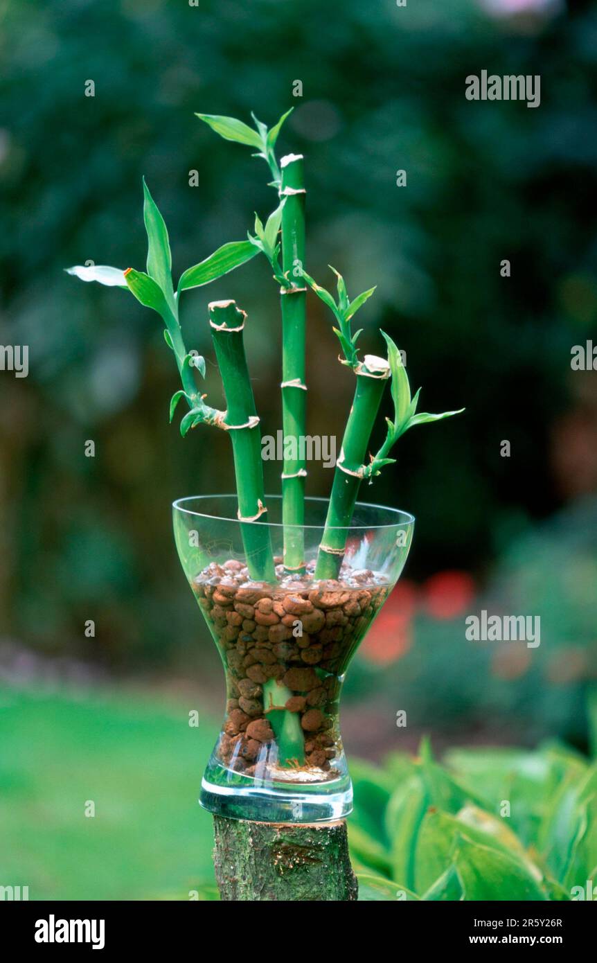 Lucky bamboo (Dracaena sanderiana) in Bowl Stock Photo