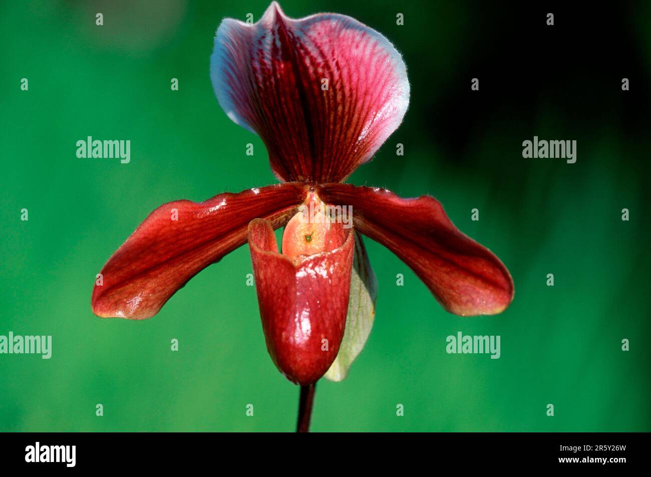Slipper Orchid (Paphiopedilum) Stock Photo