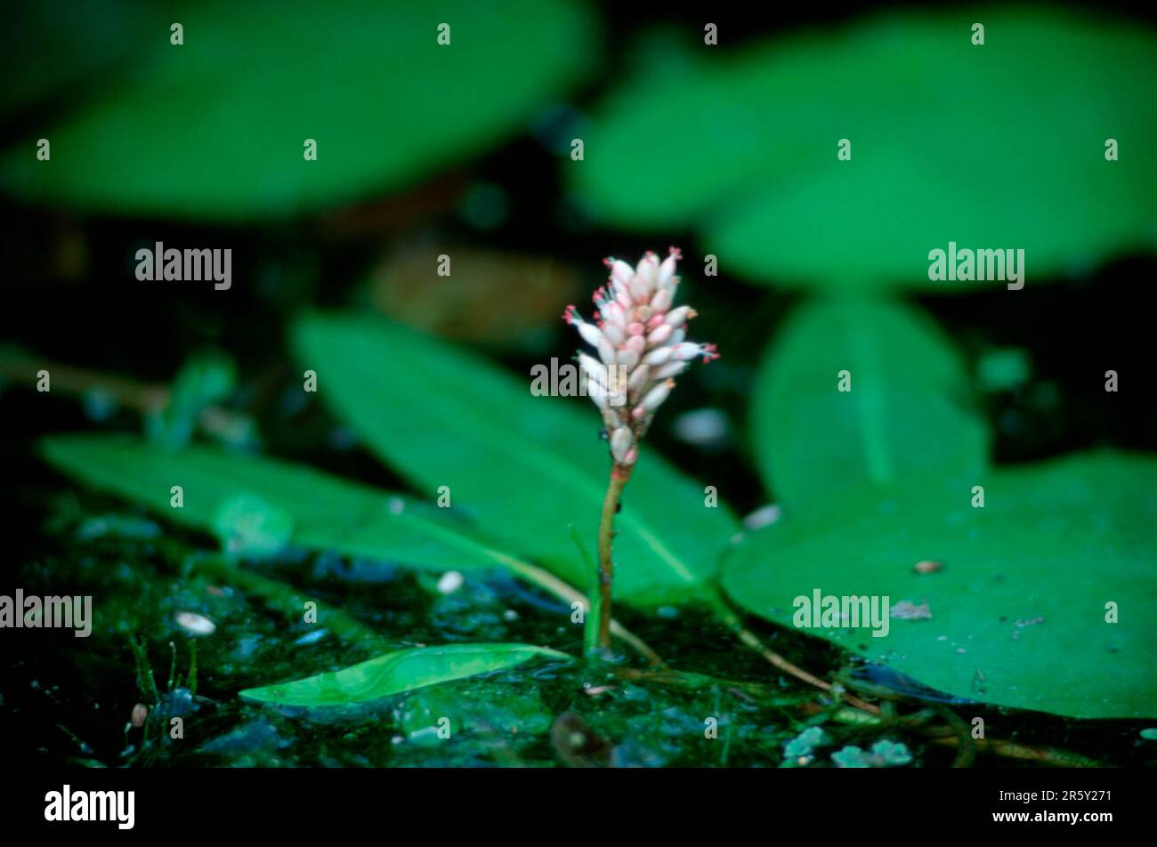 Water knotweed (Polygonum amphibium) Stock Photo
