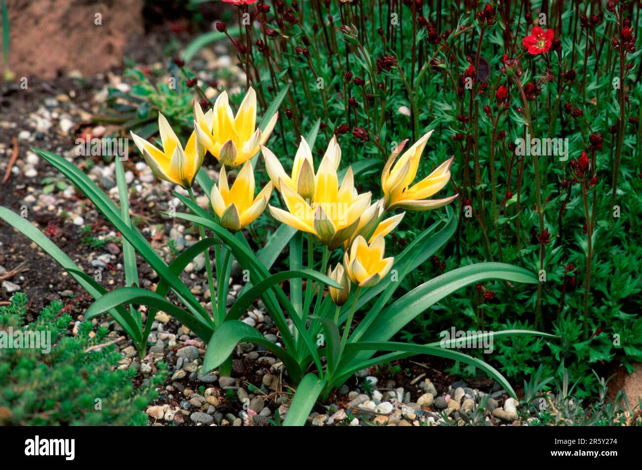 Wild small star tulip (Tulipa tarda tulip (Tulipa tarda) Stock Photo