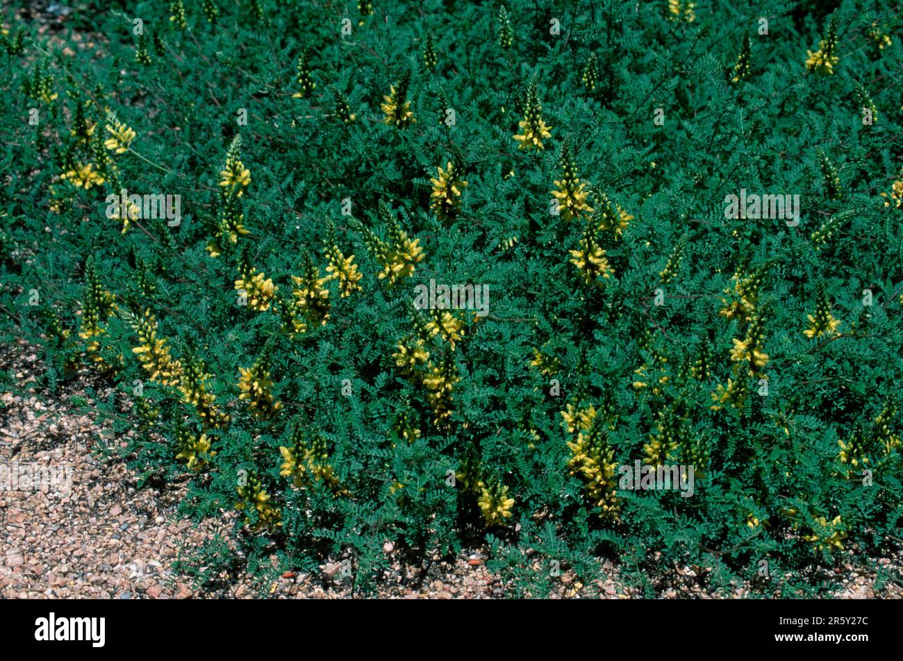 Yellow Trailing Dalea, Arizona, USA (Dalea capitata) Stock Photo