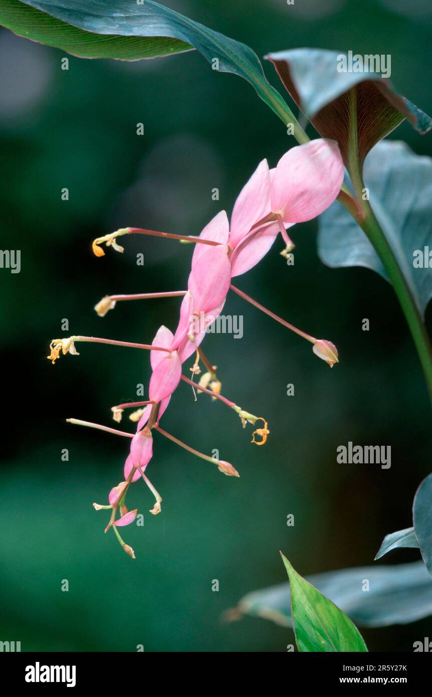 Dancing Girls Ginger (Globba winitii), Globba, flowers, plants, ginger family, Zingiberaceae, pink, blossoms Stock Photo