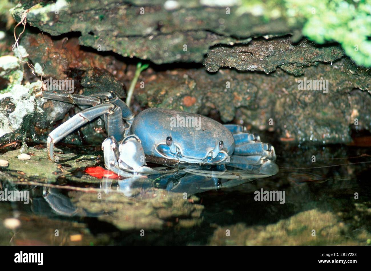 Blue Crab (Callinectes sapidus), Florida, USA (Cancer sapidus) Stock Photo