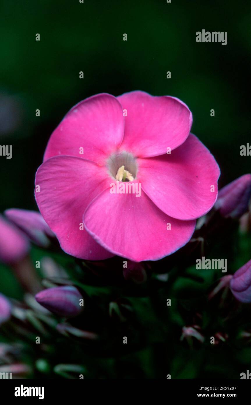 Garden phlox (Phlox paniculata Stock Photo - Alamy