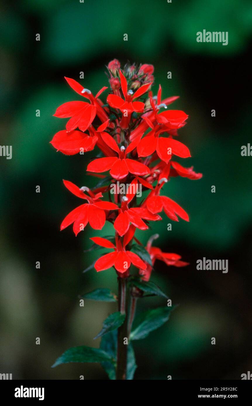 Scarlet Lobelia (Lobelia fulgens) Stock Photo