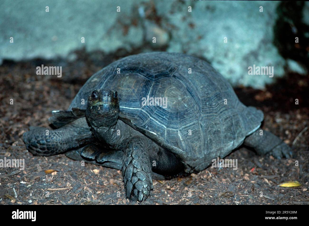 Burmese Brown Tortoise (Geochelone emys) Stock Photo