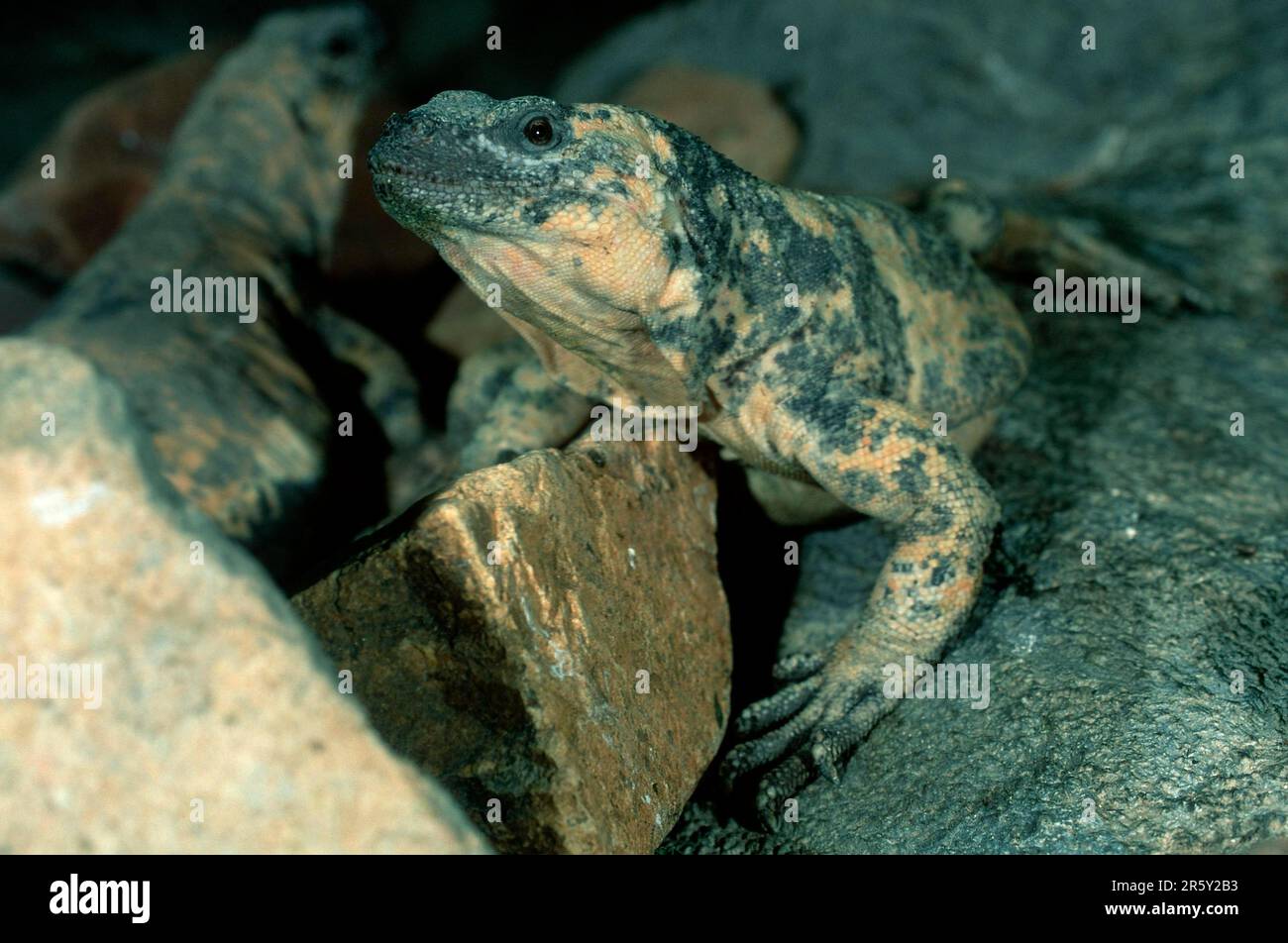 Sauromalus varius hi-res stock photography and images - Alamy