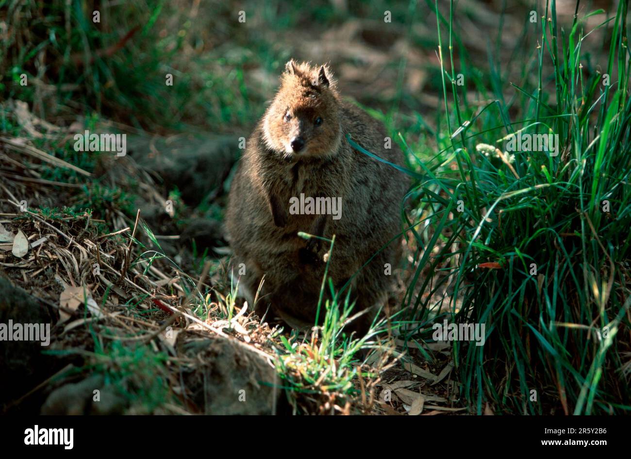 Quokka (Setonix brachyurus), Australia, shorttailed kangaroo