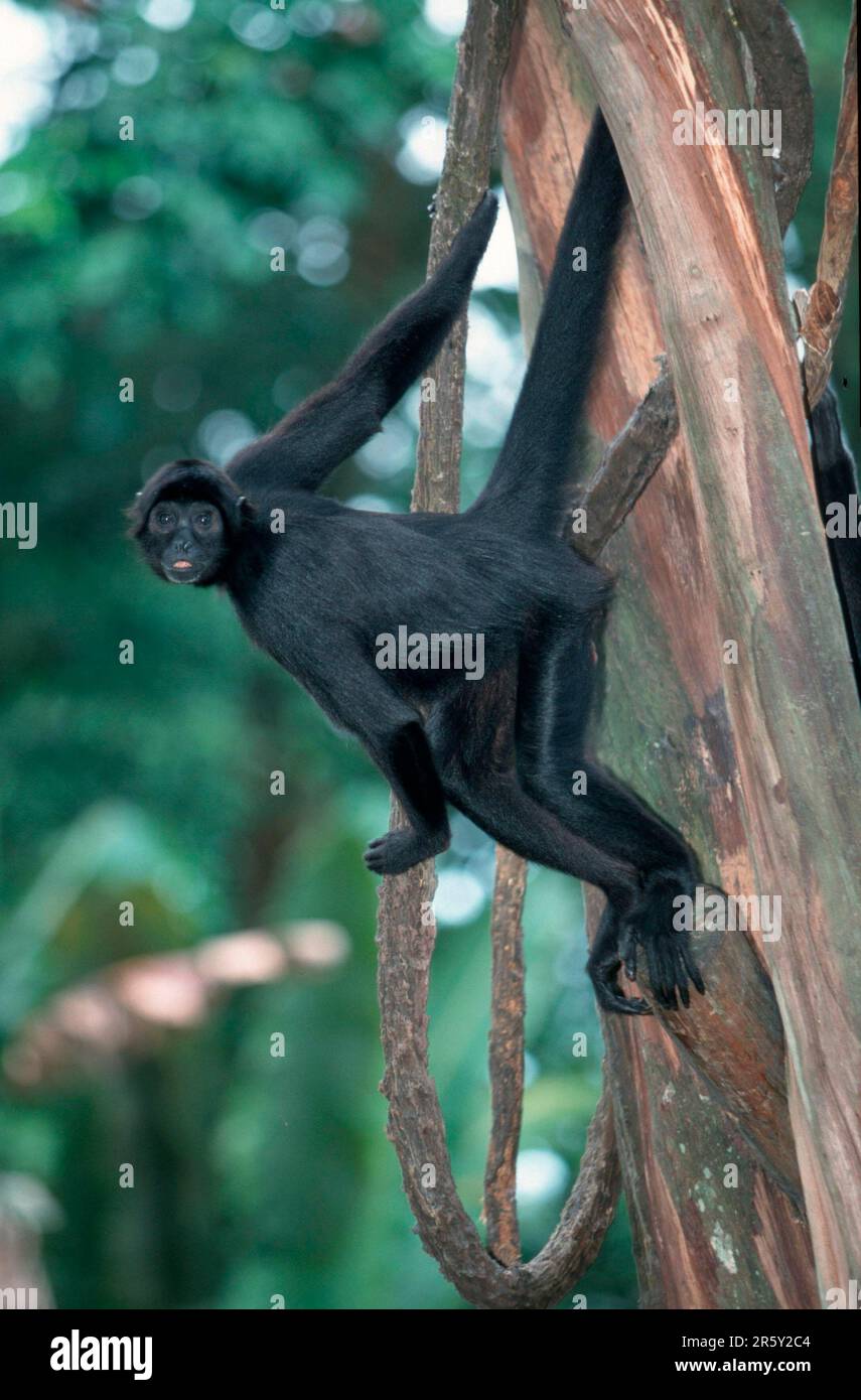 Black Spider Monkey (Ateles paniscus), Black Spider Monkey Stock Photo