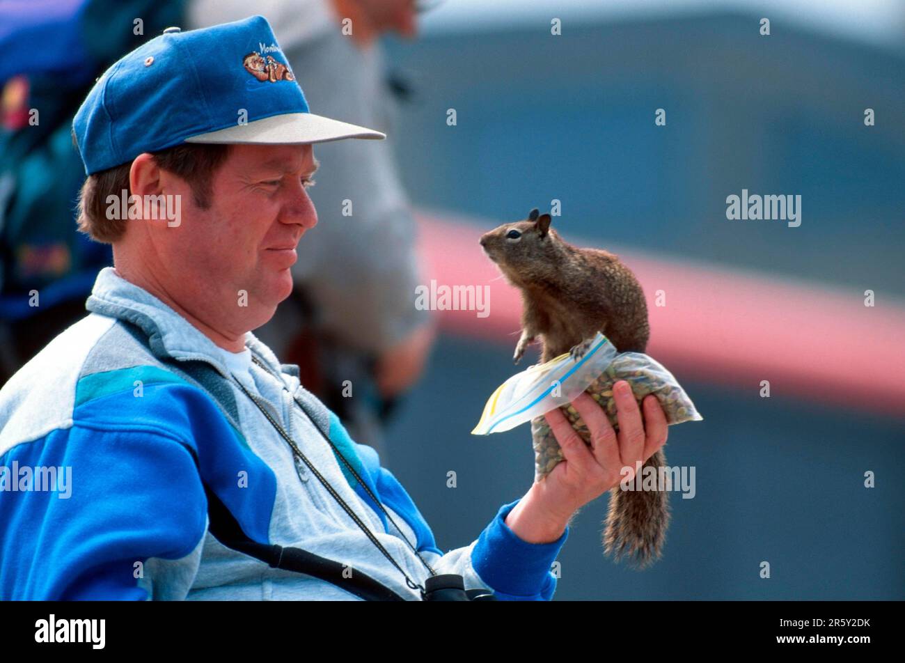 Californian Ground Squirrel (Citellus beecheyi) sitting on man's hand, California, USA, Beechey's Ground Squirrel Stock Photo