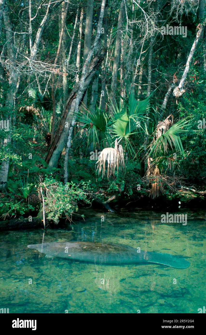 Manatee, Florida, florida manatee (Trichechus manatus latirostris