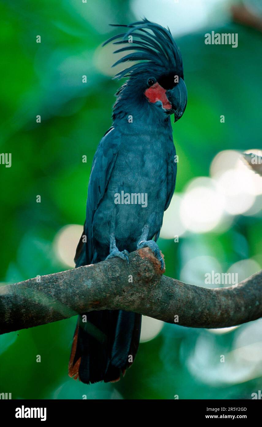 Palm Cockatoo (Probosciger atterimus), Aracacadoo, Southeast Asia, Australia, Bird, Birds, Parrots, Animals, Exterior, Outdoors, Vertical, Sitting Stock Photo