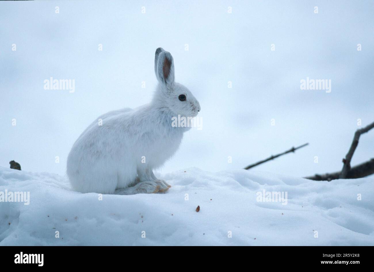 Snowshoe Hare (Lepus americanus), Montana, USA, side Stock Photo Alamy