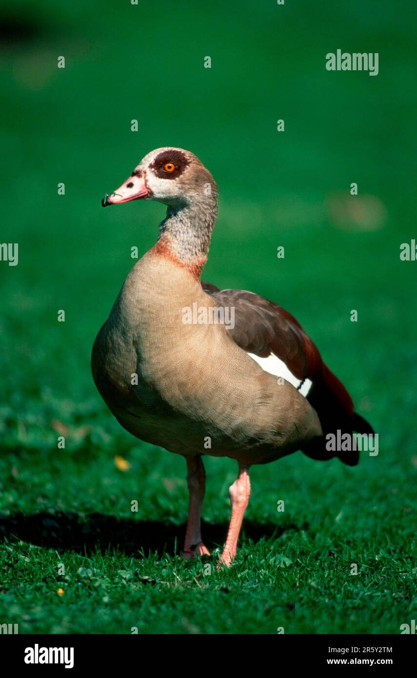 Egyptian goose (Alopochen aegyptiacus), male Stock Photo