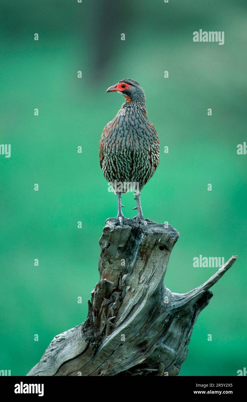 Red-necked spurfowl (Francolinus afer), Serengeti National Park, Tanzania, Red-throated Francolin, Serengeti National Park, Tanzania Stock Photo
