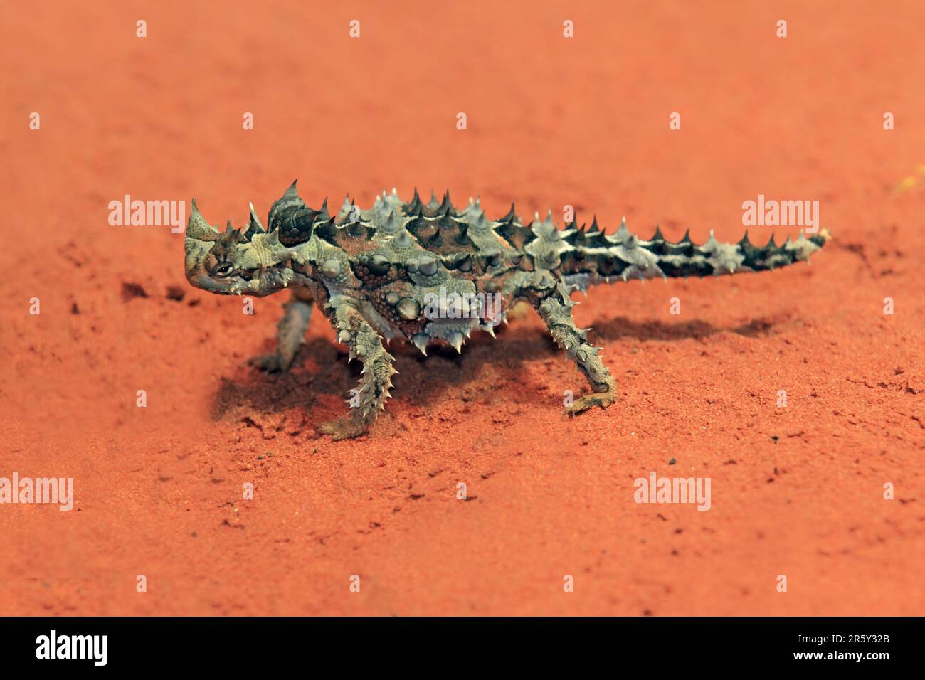 Thorny devil (Moloch horridus), Northern Territory, Australia Stock