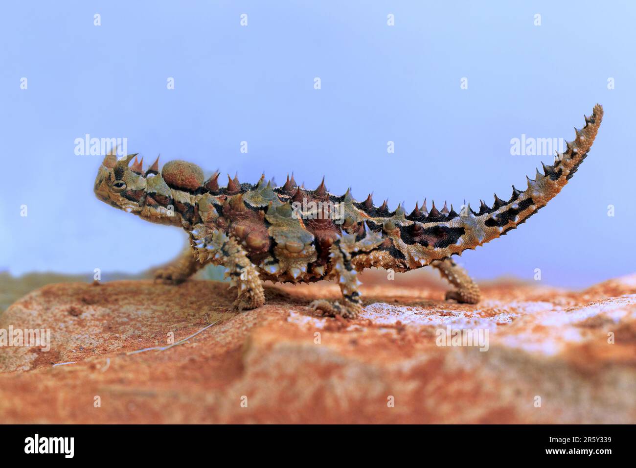 Thorny devil (Moloch horridus), Northern Territory, desert devil, lateral, Australia Stock Photo