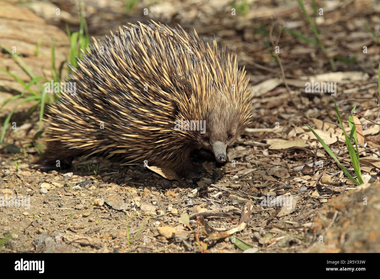 Shortbeaked echidna (Tachyglossus aculeatus), South Australia, echidna