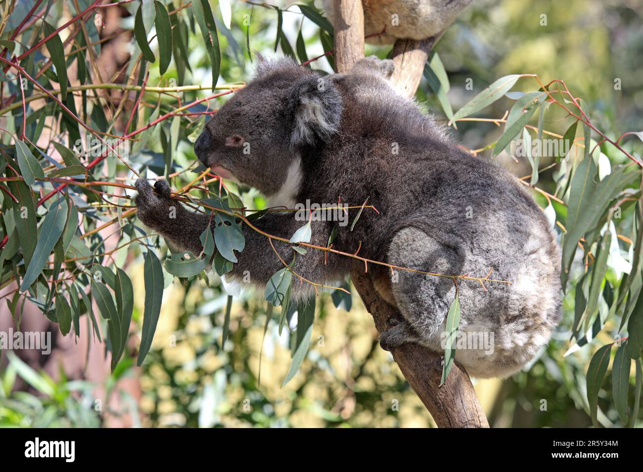 Koala figure hi-res stock photography and images - Alamy