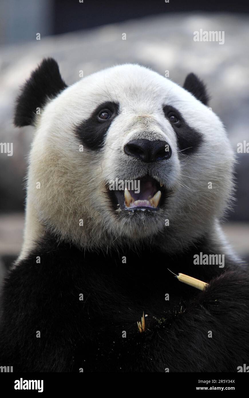 Giant Panda (Ailuropoda melanoleuca Stock Photo - Alamy