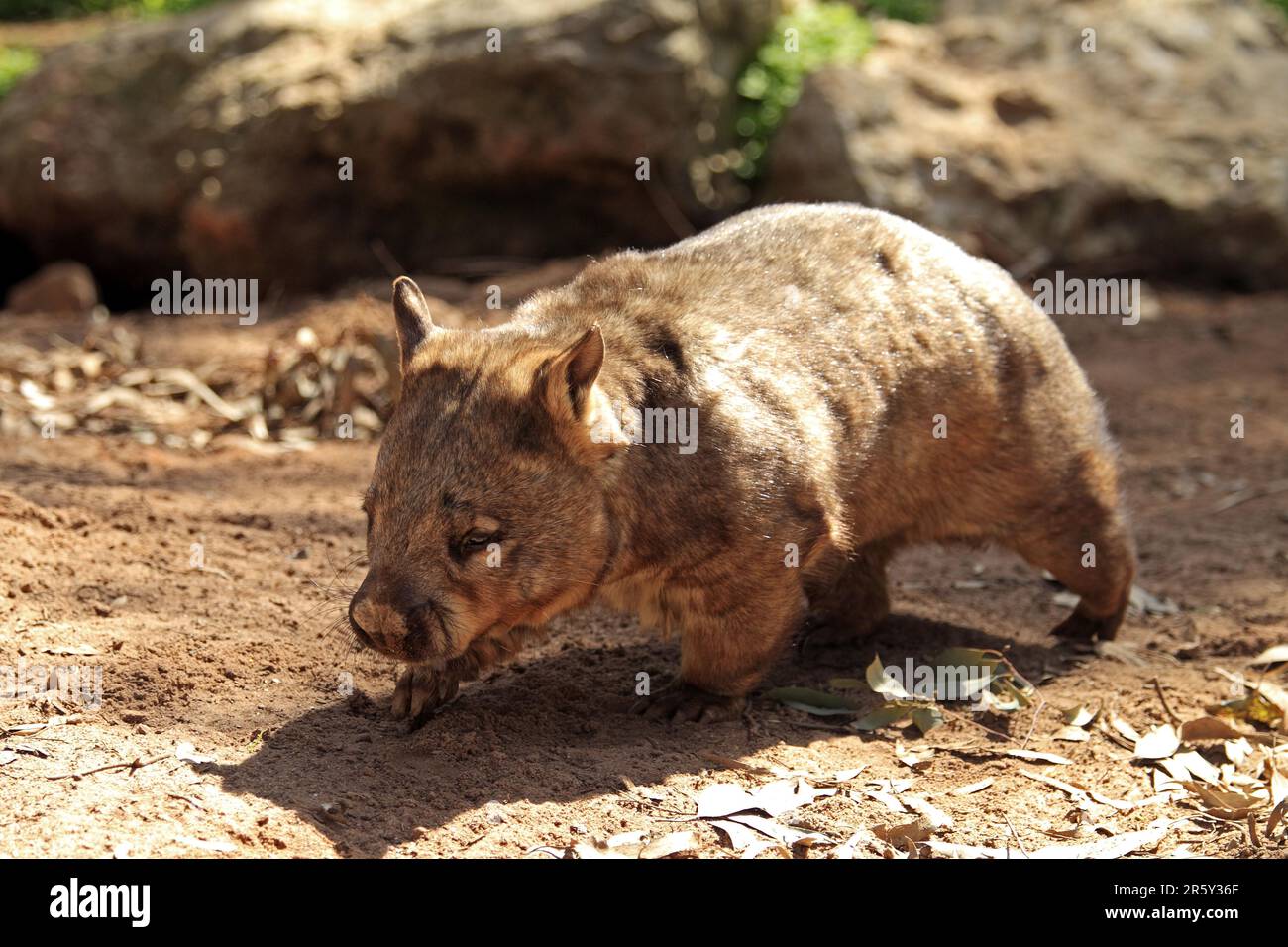 Southern Hairy-nosed Wombat (Lasiorhinus latifrons), South Australia Stock Photo