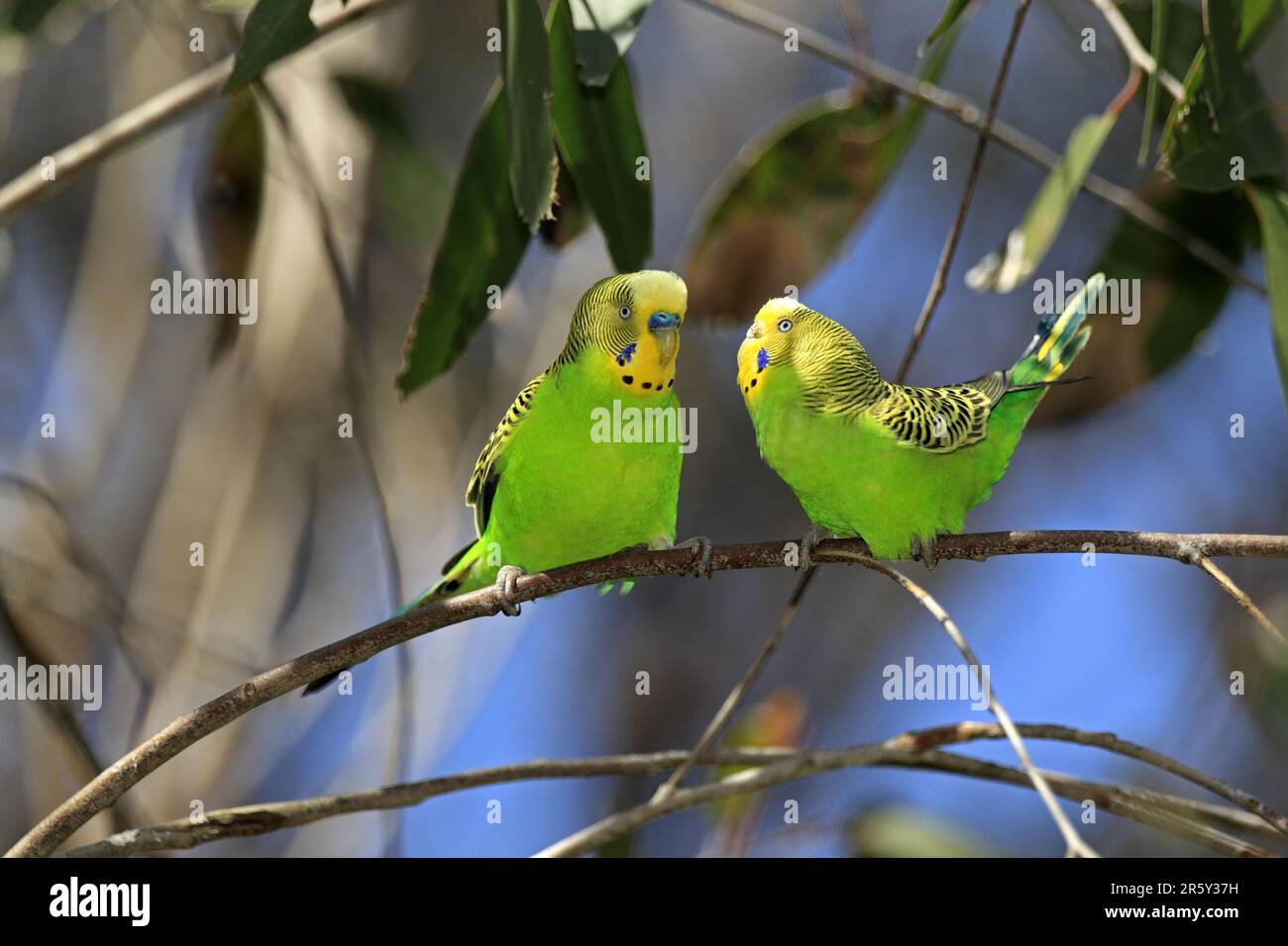 Melopsittacus undulatus wild pair hi-res stock photography and images ...