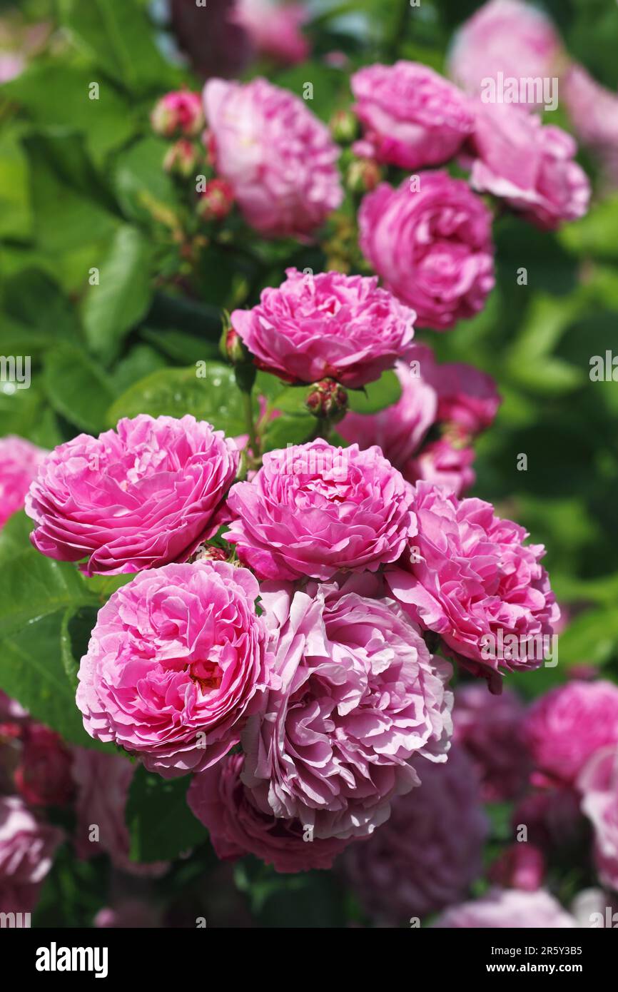 Shrub rose (Rosa) 'Louise Odier Stock Photo - Alamy