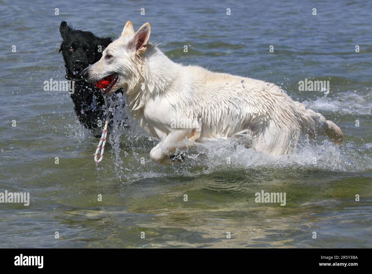 White Swiss Shepherd Dog and Mixed Breed Dog, White Swiss Shepherd Dog, AC White Shepherd Dog, Berger de Suisse Stock Photo