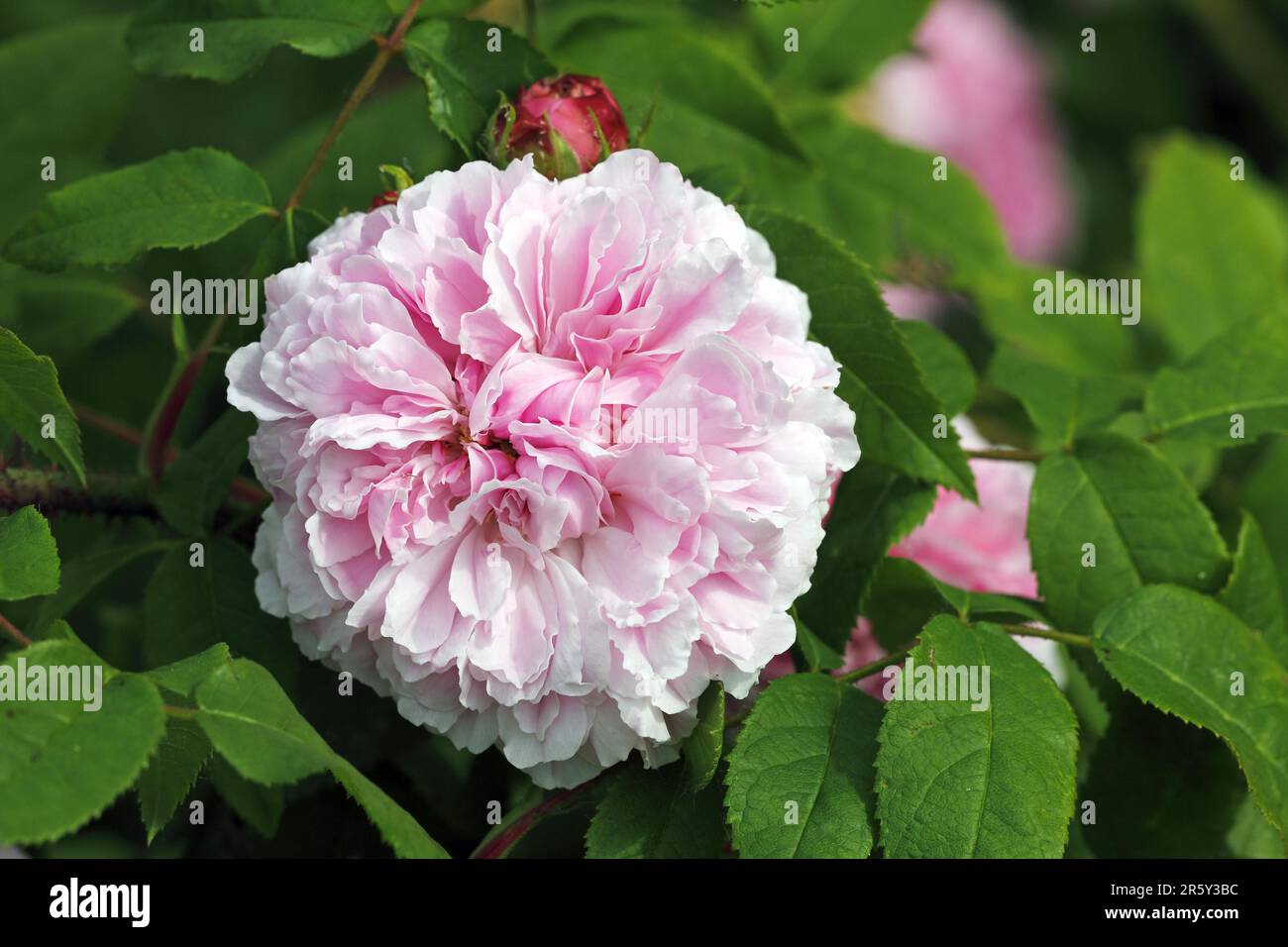 Portland Rose 'Jacques damask rose (Rosa damascena Stock Photo Alamy