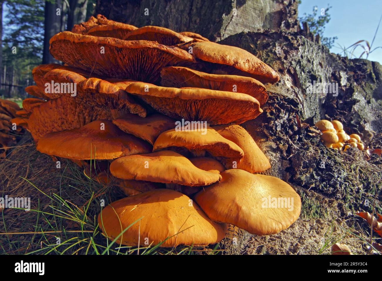 Spectacular rust gall, Schleswig-Holstein (Gymnopilus junonius) (Gymnopilus spectabilis) (Gymnopilus ventricosus) (Pholiota spectabilis), Large Stock Photo