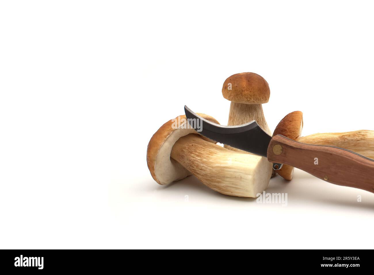 https://c8.alamy.com/comp/2R5Y3EA/penny-bun-boletus-edulis-mushrooms-near-knife-with-curved-blade-and-small-brush-specially-for-picking-fungi-isolated-on-white-background-2R5Y3EA.jpg
