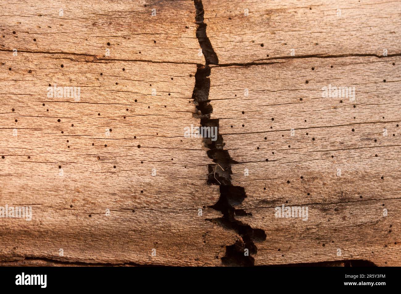 Rotten wood Stock Photo