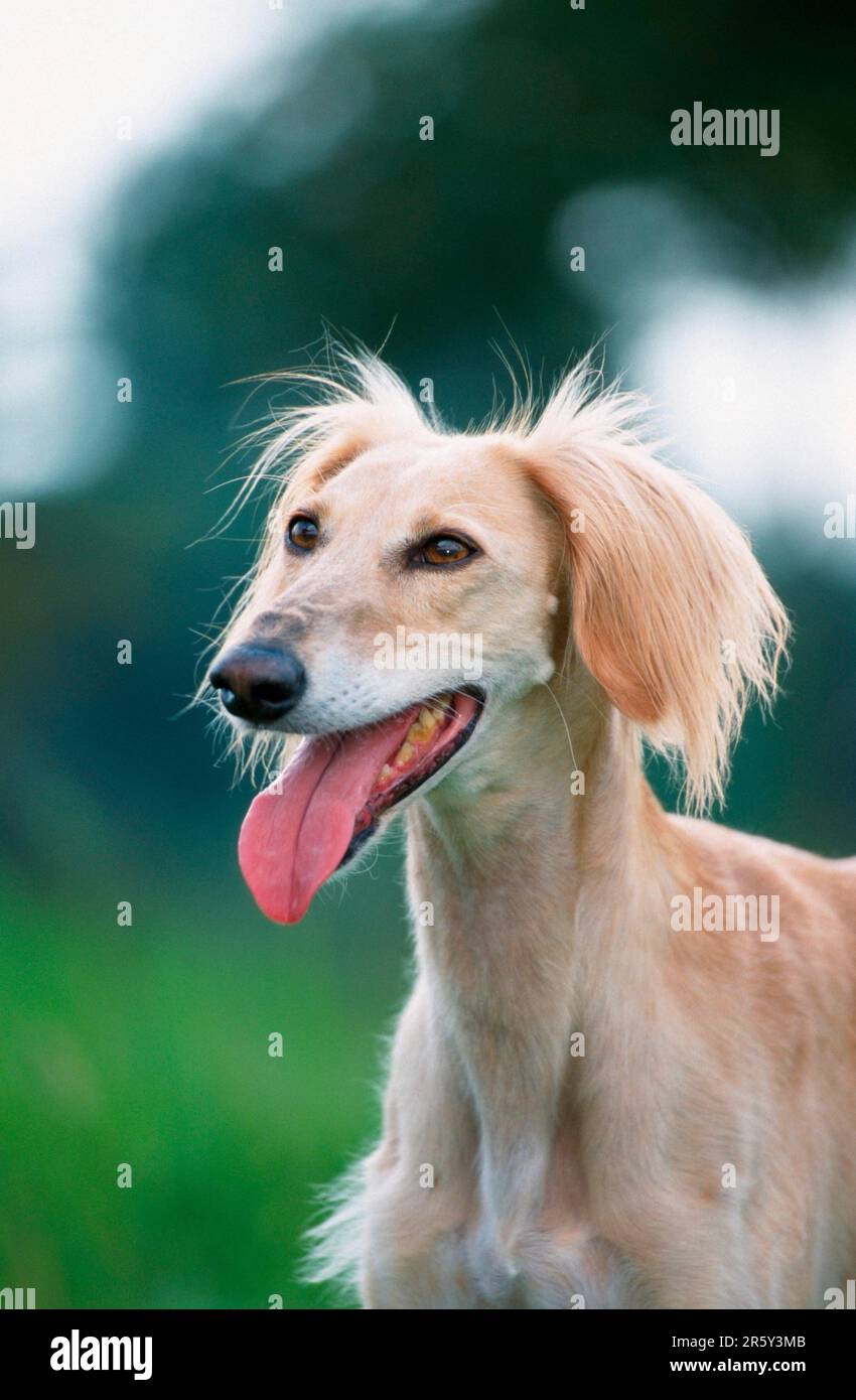 Saluki, Persian Greyhound Stock Photo Alamy
