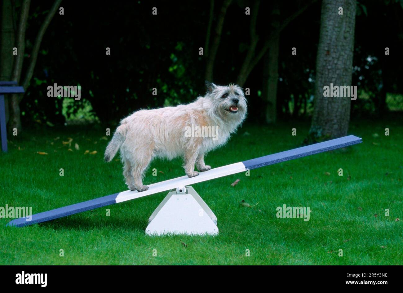 Seesaw pet best sale rescue