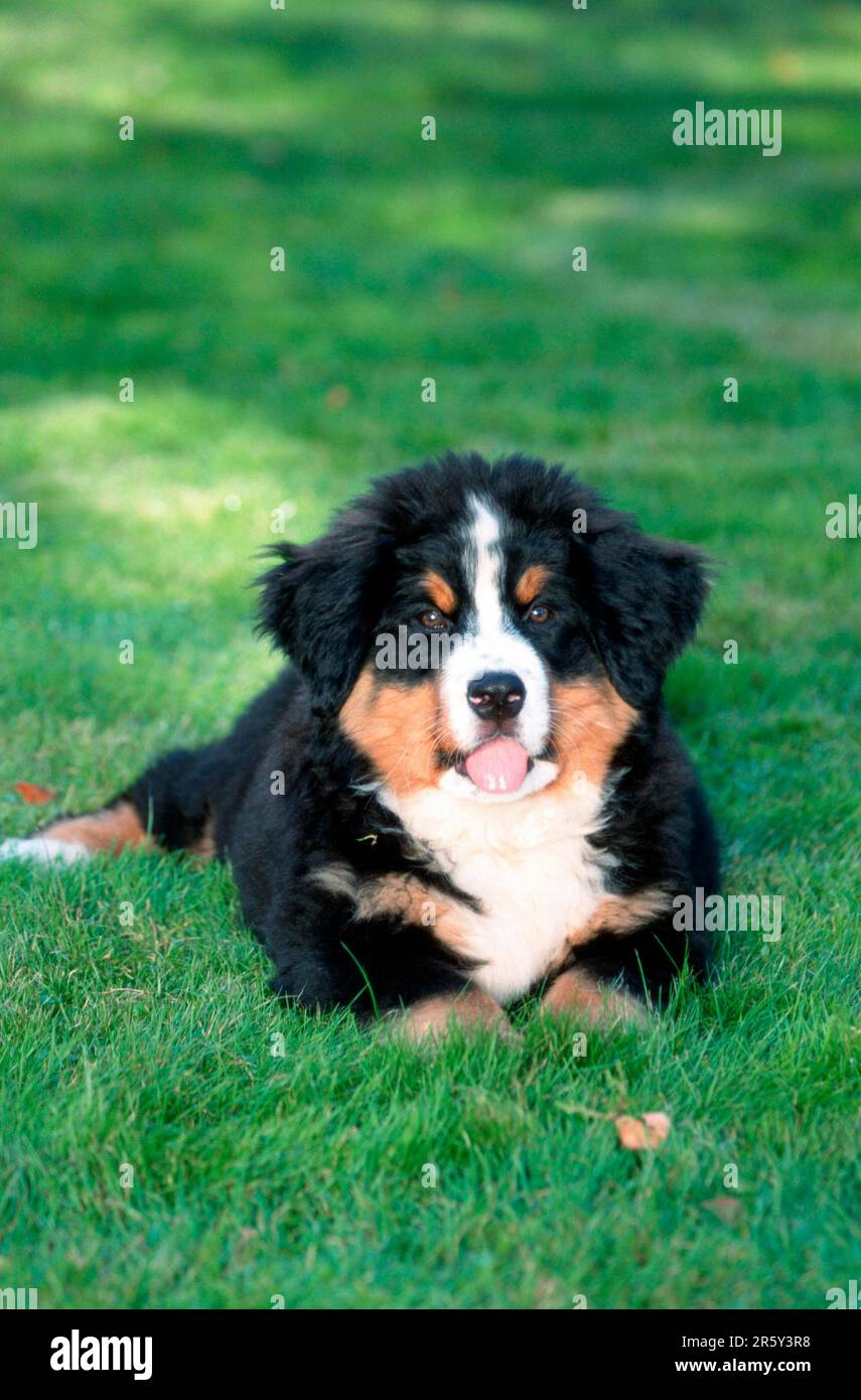 Bernese Mountain Dog, puppy, 12 weeks old, Bernese Mountain Dog, puppy ...