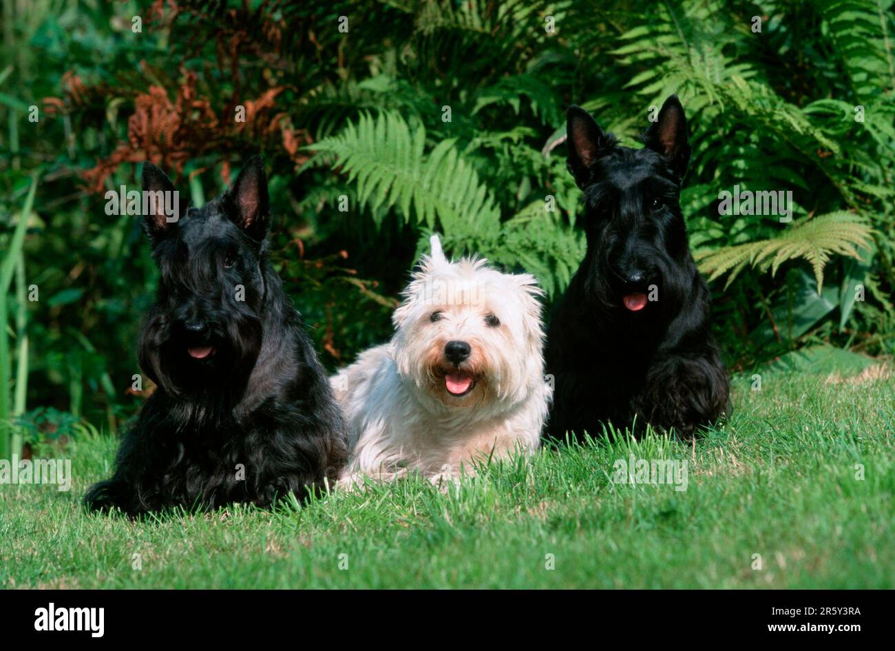 Scottish Terrier and West Highland White Terrier, Westie Stock Photo