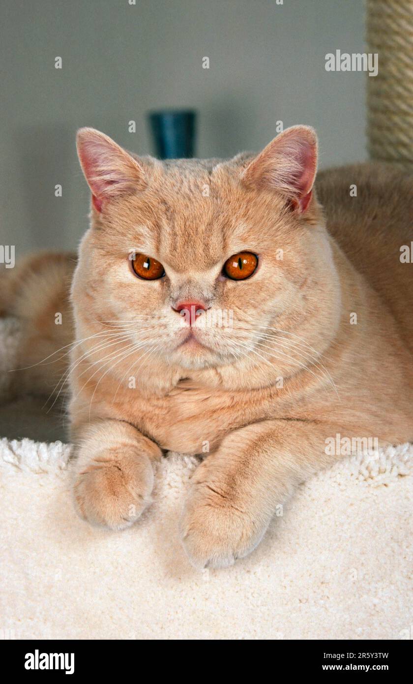 【SOFT THUMBNAIL】 Milk, Domestic Shorthair SOFT THUMBNAIL Milk, Domestic Shorthair | International Store