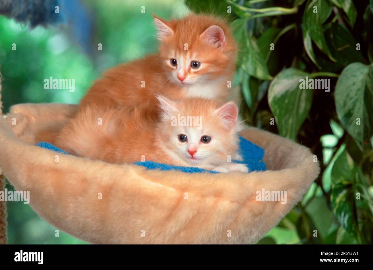 Norwegian Forest Cats, kitten, 5 weeks Stock Photo