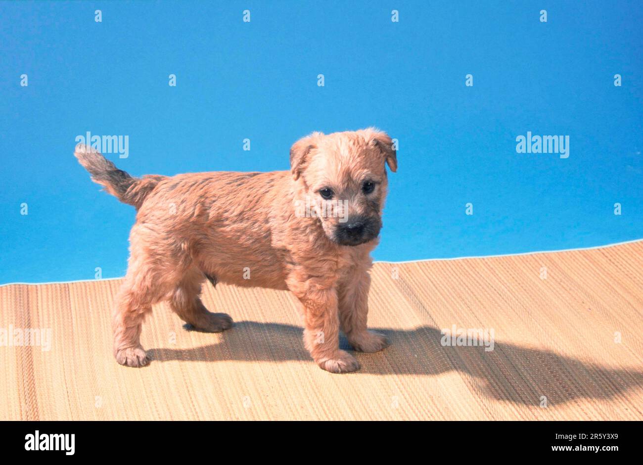 Wheaten Terrier Lab Mix