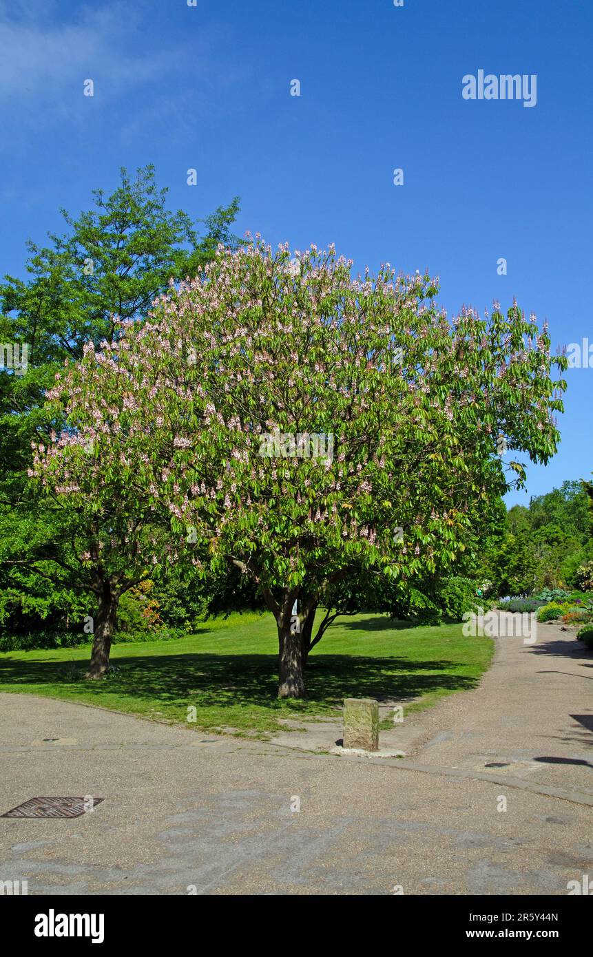 Indian horse chestnut tree in full bloom. Aesculus indica Stock Photo Alamy