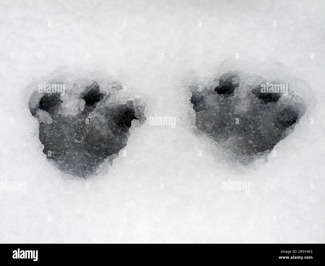 Mountain hare, footprints, footprints, Gaspesie National Park, Snowshoe