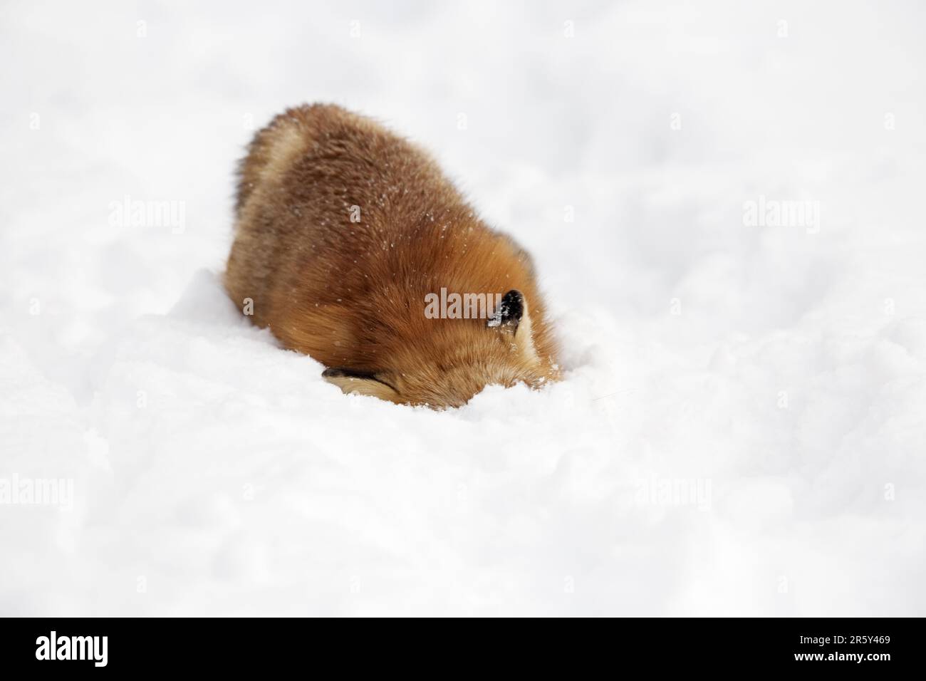 American red fox (Vulpes vulpes fulva), Montreal, American red fox