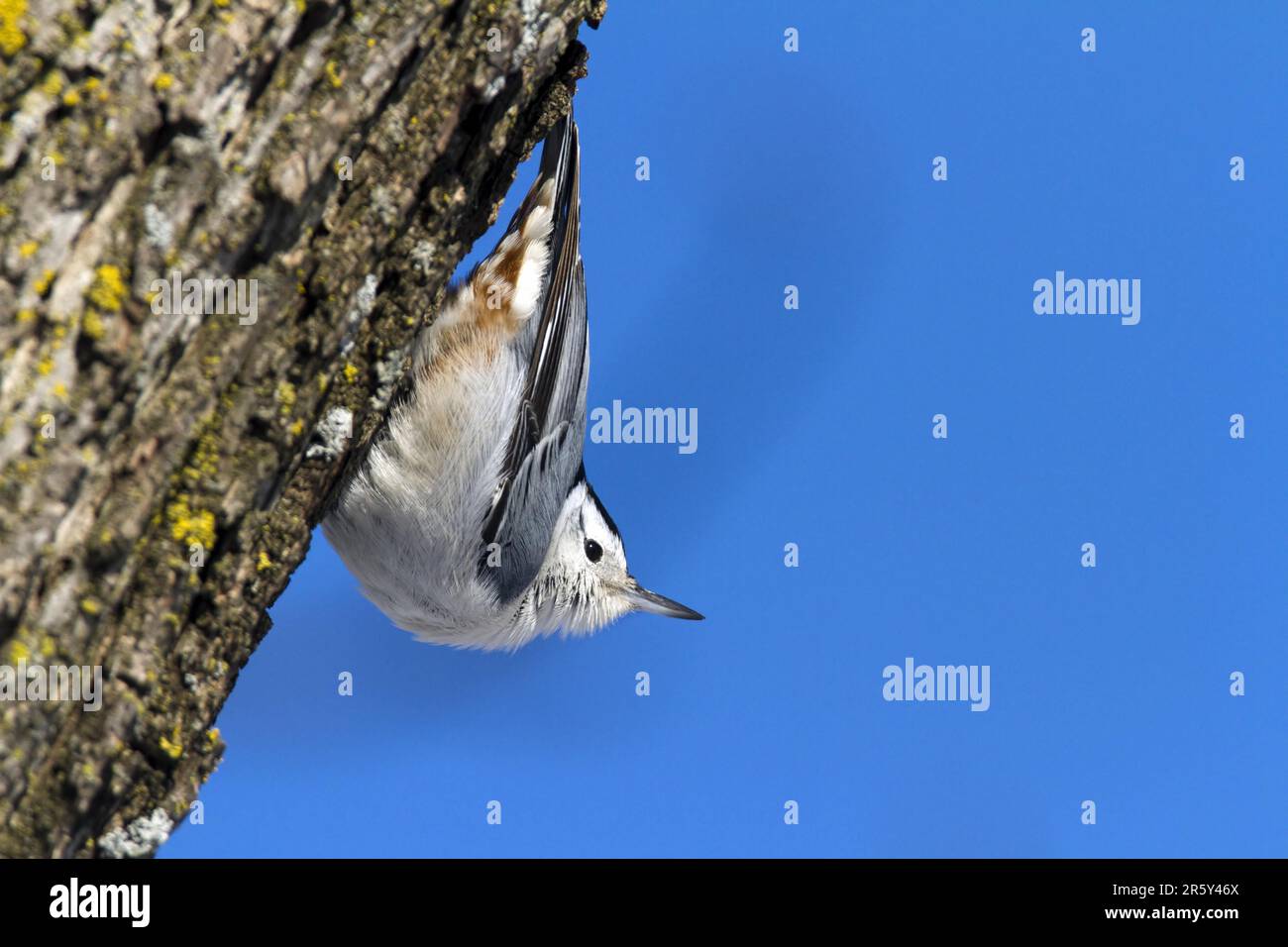 Red-breasted Nuthatch (Sitta canadensis), Red breasted nuthatch, Canada