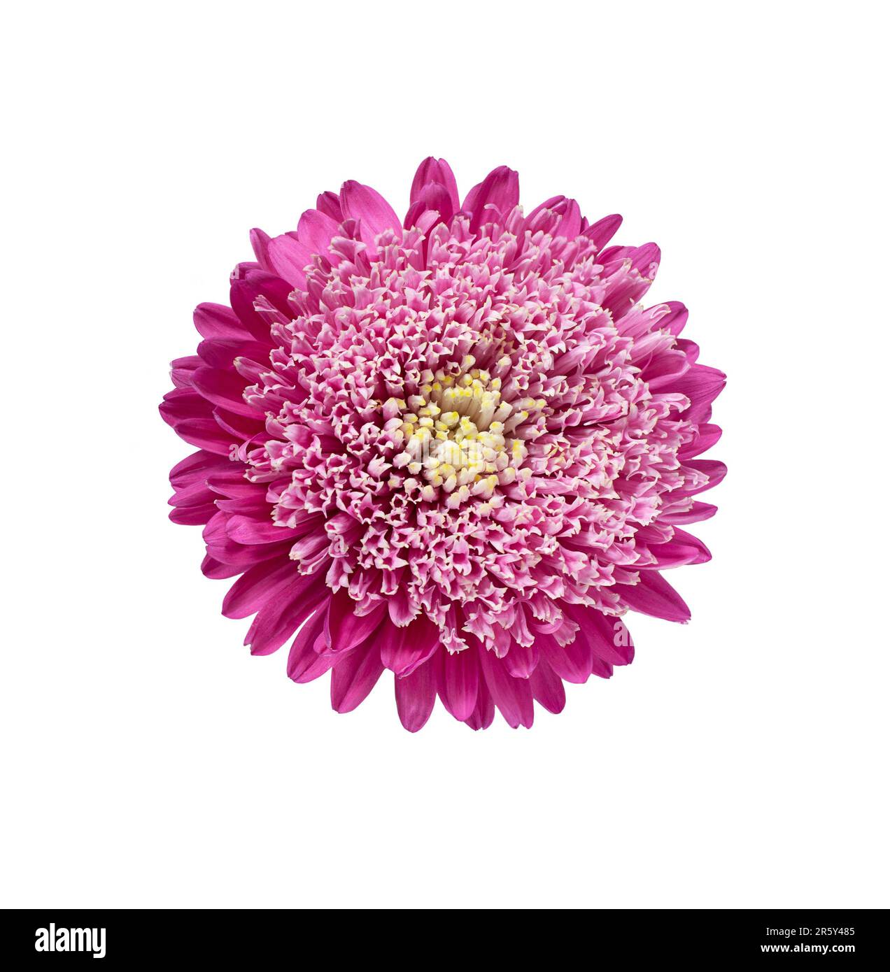 Light pink chrysanthemum, aster with yellow stamens on white isolated background. Close-up. big fluffy flower. Design element Stock Photo