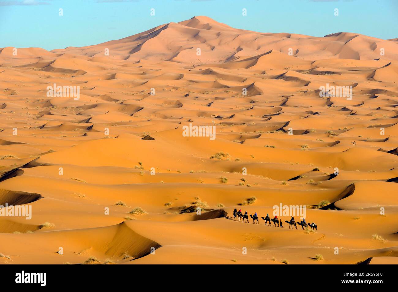 Morocco, camel driver, Berber, Erg Chebbi desert, dunes, caravan Stock Photo