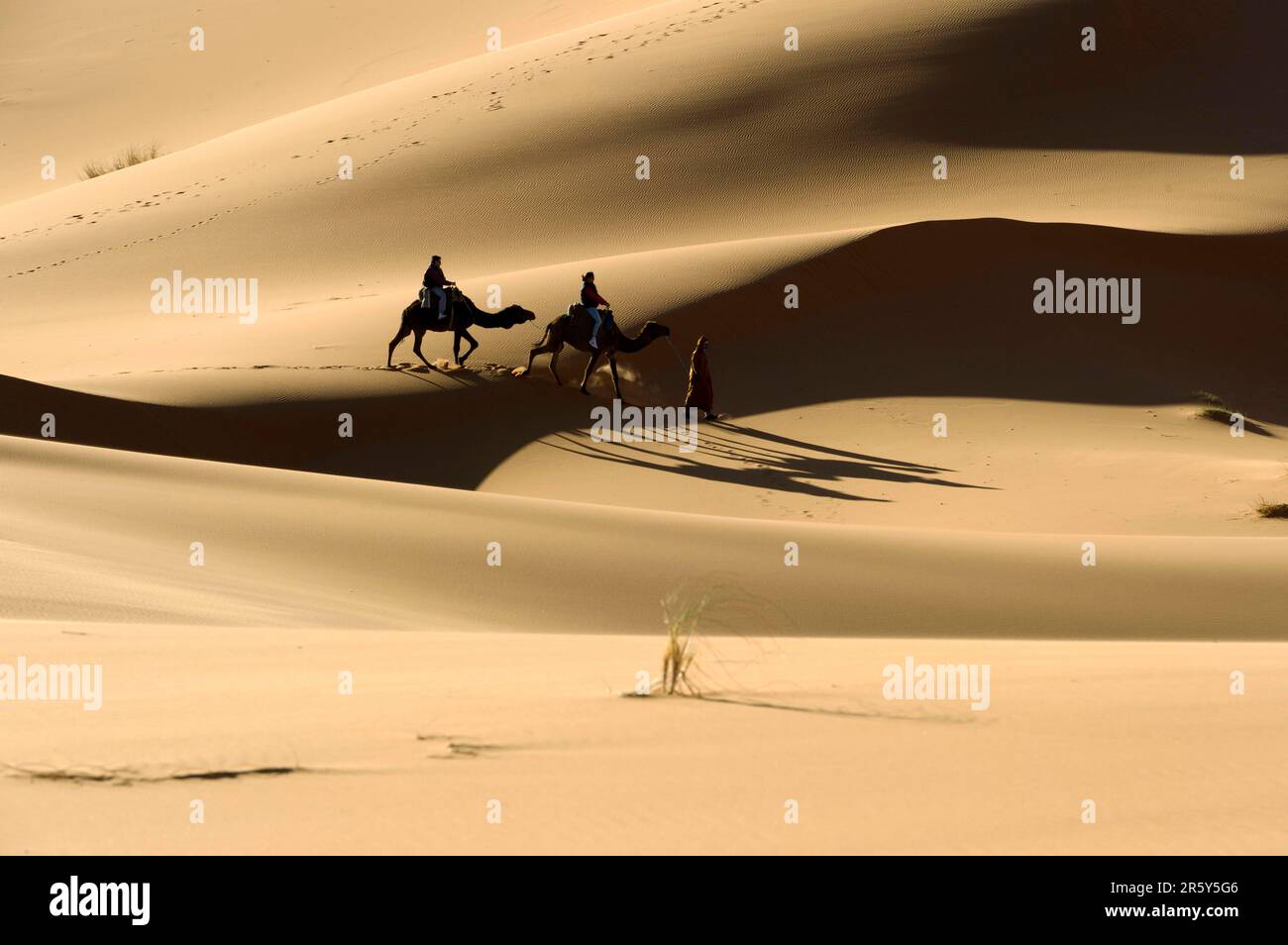 Morocco, camel driver, Berber, Erg Chebbi desert, dunes Stock Photo