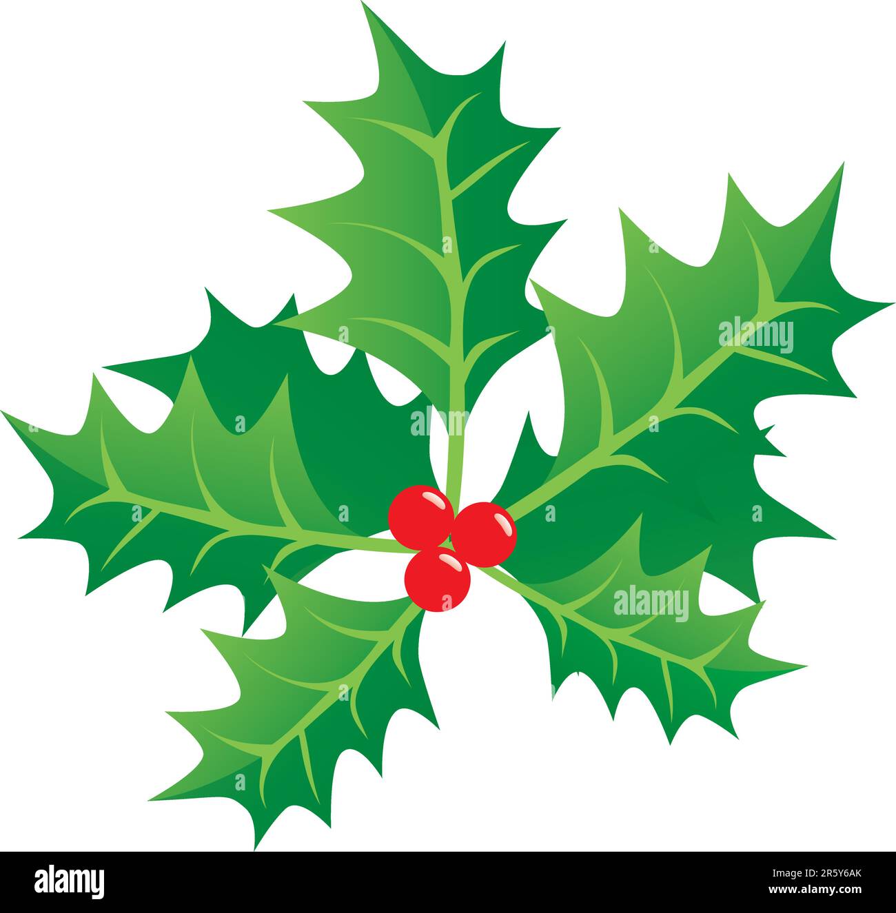 Christmas holly, Stock vector