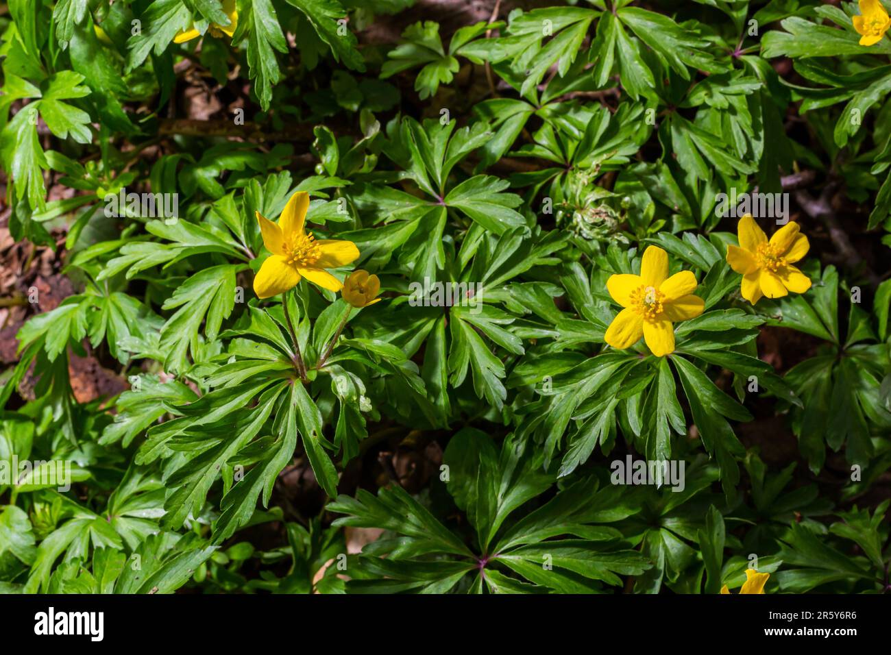 Anemone ranunculoides, the yellow anemone, yellow wood anemone or ...