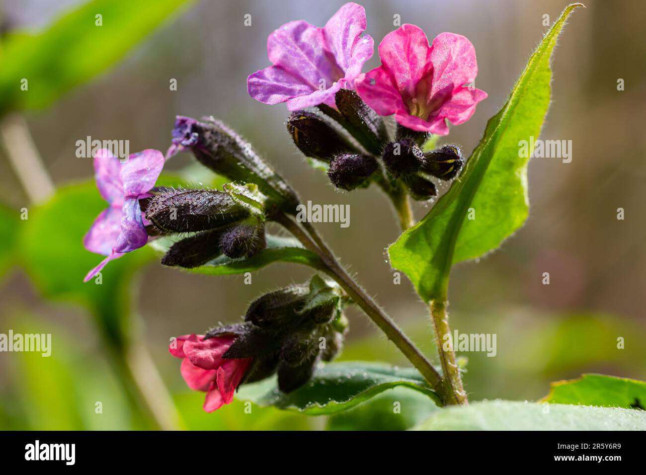 Close-up of blooming flowers Pulmonaria mollis in sunny spring day, selective focus .closeup detail of meadow flower - wild healing herb - Pulmonaria Stock Photo