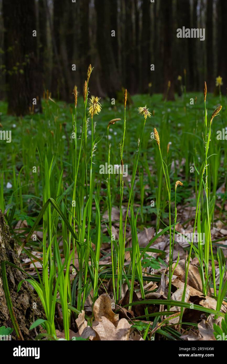 Sedge hairy blossoming in the nature in the spring.Carex pilosa. Cyperaceae Family. Stock Photo